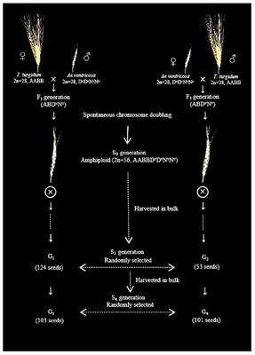 Preferential Subgenome Elimination and Chromosomal Structural Changes Occurring in Newly Formed Tetraploid Wheat—Aegilops ventricosa Amphiploid (AABBDvDvNvNv)